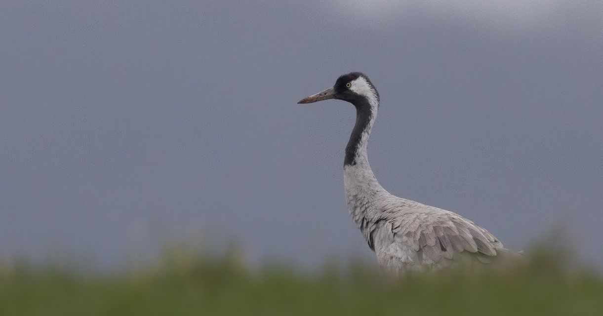 Ce matin, des grues ont fait une halte à Minot 